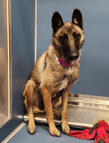 Shelter Stray Female Dog last seen Near BLOCK GRIGGS ST, DETROIT MI 48221, 7401 Chrysler Dr, Detroit, MI 48211, USA
