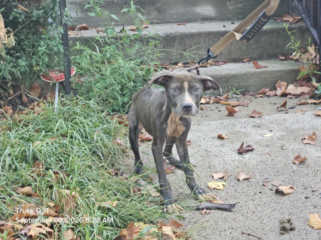 Shelter Stray Female Dog last seen Near BLOCK CLOVERLAWN ST, DETROIT, MI 48238, 7401 Chrysler Dr, Detroit, MI 48211, USA