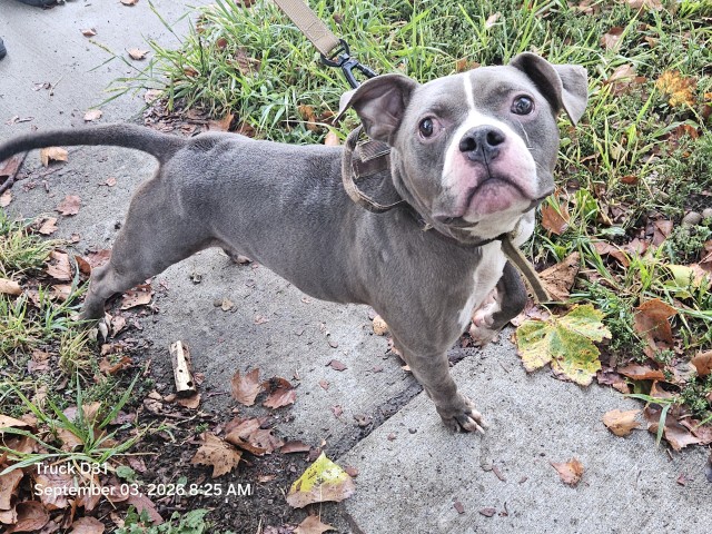 Shelter Stray Male Dog last seen Near BLOCK CLOVERLAWN ST, DETROIT, MI 48238, 7401 Chrysler Dr, Detroit, MI 48211, USA