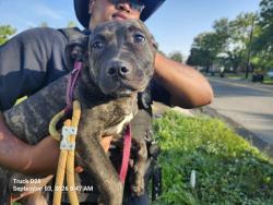 Shelter Stray Female Dog last seen Near BLOCK HOOVER ST, DETROIT, MI 48205, 7401 Chrysler Dr, Detroit, MI 48211, USA