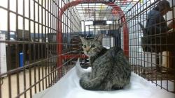 Shelter Stray Female Cat last seen Near BLOCK NW 110 AVE, 3599 NW 79th Ave, Doral, FL 33122, USA