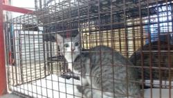 Shelter Stray Female Cat last seen Near BLOCK NW 110 AVE, 3599 NW 79th Ave, Doral, FL 33122, USA