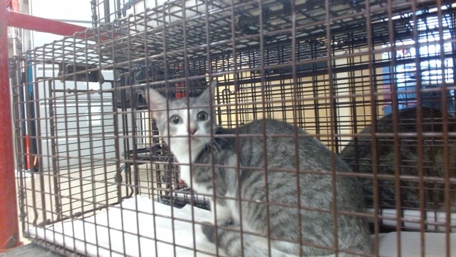Shelter Stray Female Cat last seen Near BLOCK NW 110 AVE, 3599 NW 79th Ave, Doral, FL 33122, USA