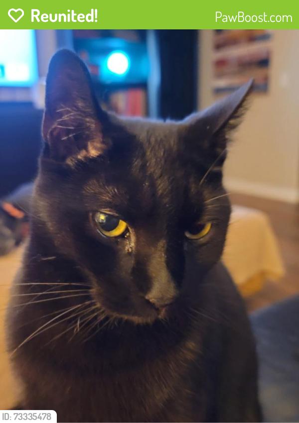 Reunited Male Cat last seen Delaware Drive & Gettysburg, Bolingbrook, IL 60440
