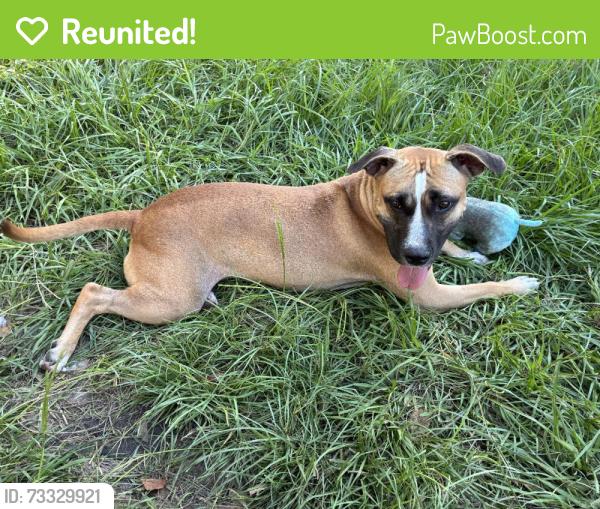 Reunited Female Dog last seen Near Cherie Crest Ct, Houston, TX 77088, USA, Houston, TX 77088