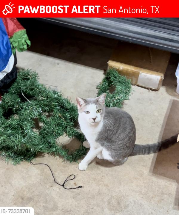 Lost Female Cat last seen Guilbeau and Dawnwood Dr, San Antonio, TX 78250