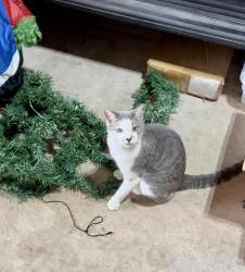 Lost Female Cat last seen Guilbeau and Dawnwood Dr, San Antonio, TX 78250