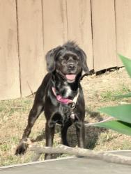 Reunited Female Dog last seen Outer Drive and I-94 Eastbound Svc Drive, Detroit, MI 48224