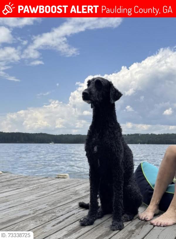Lost Male Dog last seen Calming Water Trail in Seven Hills, Paulding County, GA 30132