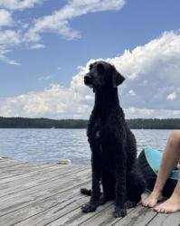 Lost Male Dog last seen Calming Water Trail in Seven Hills, Paulding County, GA 30132