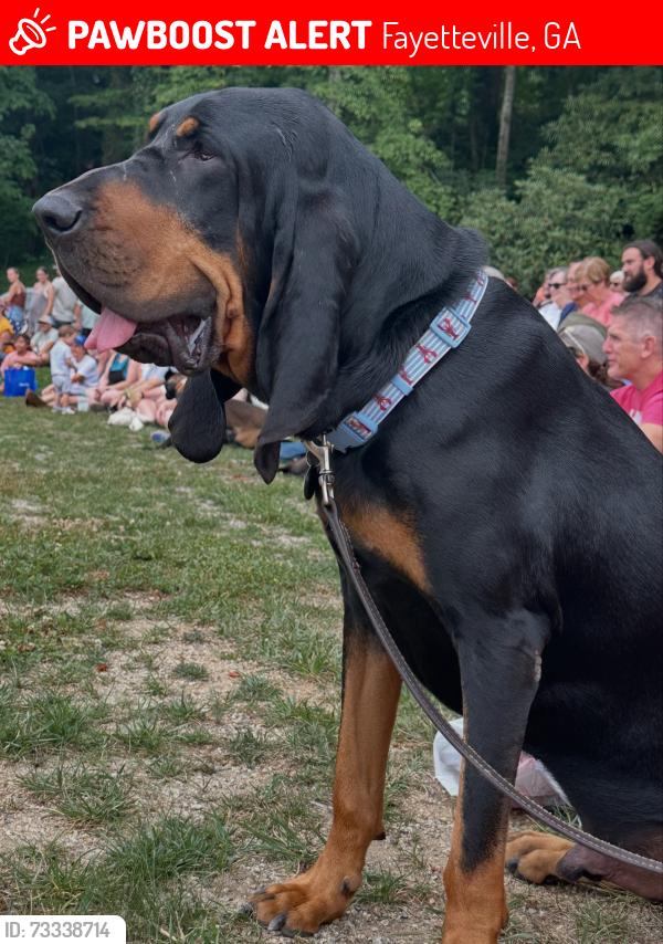 Lost Male Dog last seen Orchard View and Ficus Ln, Fayetteville, GA 30215