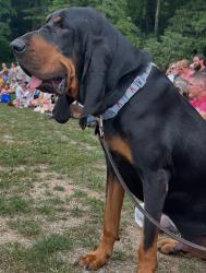 Lost Male Dog last seen Orchard View and Ficus Ln, Fayetteville, GA 30215
