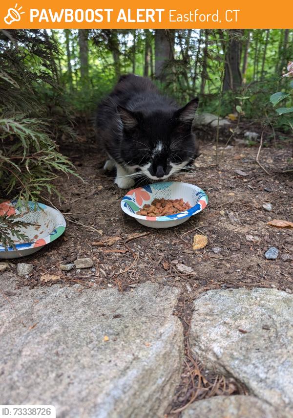Found/Stray Unknown Cat last seen Halls Pond, Eastford, CT 06242