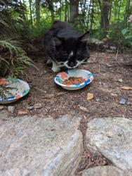 Found/Stray Unknown Cat last seen Halls Pond, Eastford, CT 06242
