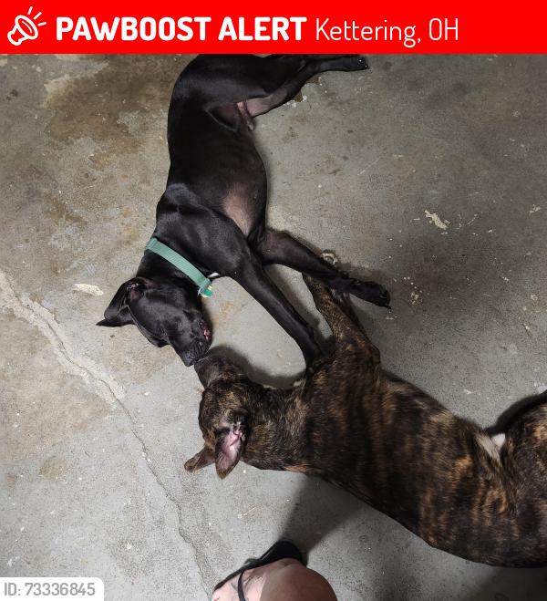 Lost Male Dog last seen Dorothy lane, Kettering, OH 45429