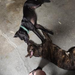 Lost Male Dog last seen Dorothy lane, Kettering, OH 45429