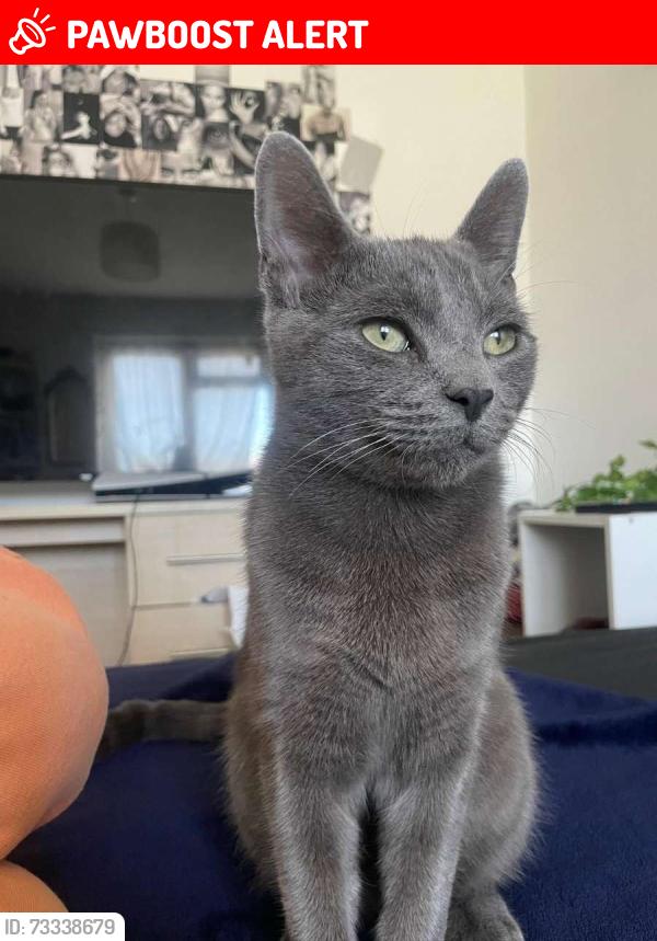 Lost Male Cat last seen Framfield rd, Greater London, England CR4 2AH