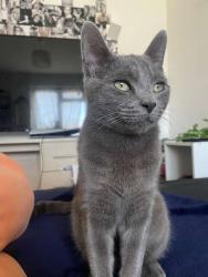 Lost Male Cat last seen Framfield rd, Greater London, England CR4 2AH