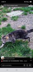 Lost Male Cat last seen Stewart Park and garden valley blvd exit, Roseburg, OR 97471