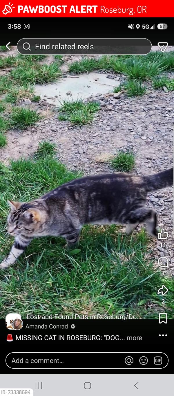 Lost Male Cat last seen Stewart Park and garden valley blvd exit, Roseburg, OR 97471