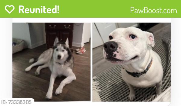 Reunited Female Dog last seen King Richard and windhorst, Seffner, FL 33584