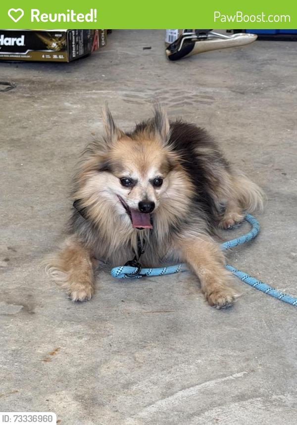 Reunited Male Dog last seen Rockport dr and darr hill rd, Jonesboro, AR 72404