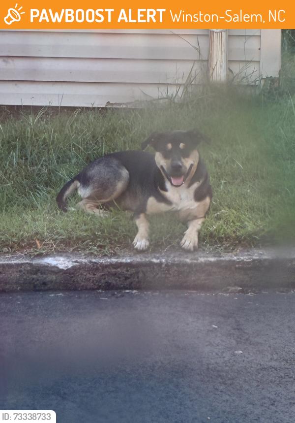 Found/Stray Unknown Dog last seen Near The drive thru, Winston-Salem, NC 27107