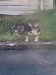 Found/Stray Unknown Dog last seen Near The drive thru, Winston-Salem, NC 27107