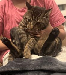 Lost Male Cat last seen Crawley, West Sussex, England RH11 8HN