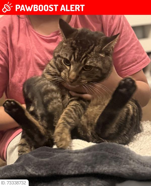 Lost Male Cat last seen Crawley, West Sussex, England RH11 8HN