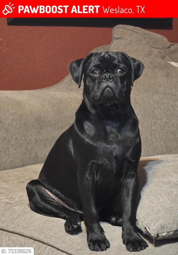 Lost Male Dog last seen Clifton st & S. Nevada Ave, Weslaco, TX 78596