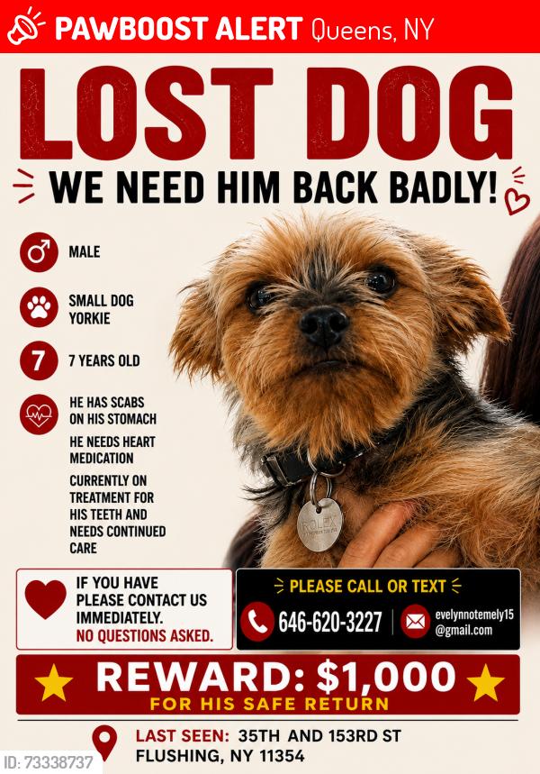 Lost Male Dog last seen by 35th and NORTHERN BLVD in front of apmt building, Queens, NY 11354