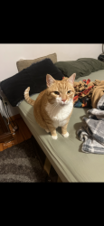 Lost Male Cat last seen Plattsburg Ave and turf road, Burlington, VT 05408