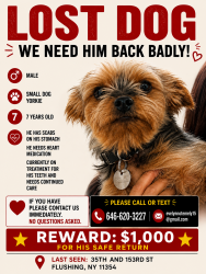 Lost Male Dog last seen by 35th and NORTHERN BLVD in front of apmt building, Queens, NY 11354
