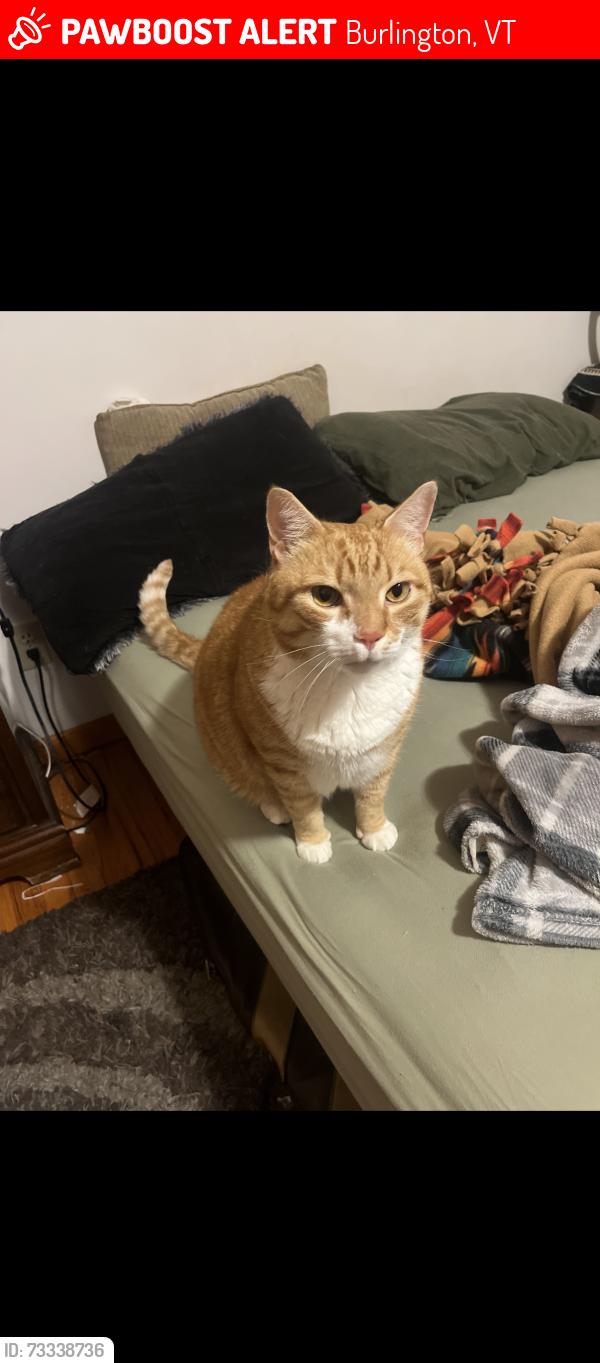 Lost Male Cat last seen Plattsburg Ave and turf road, Burlington, VT 05408