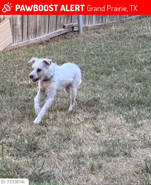 Lost Male Dog last seen Corn Valley, Grand Prairie, TX 75051