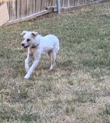 Lost Male Dog last seen Corn Valley, Grand Prairie, TX 75051