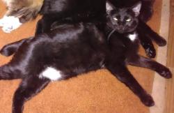 Reunited Female Cat last seen Obey Street, Pittsburgh, PA 15220