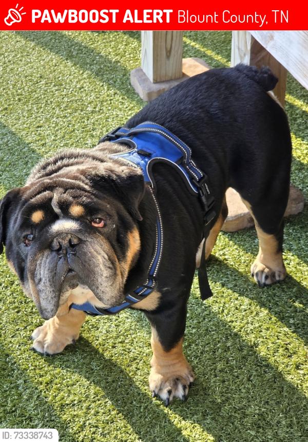 Lost Male Dog last seen Farmington Way, Maryville, Blount County, TN 37801