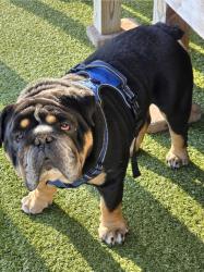 Lost Male Dog last seen Farmington Way, Maryville, Blount County, TN 37801
