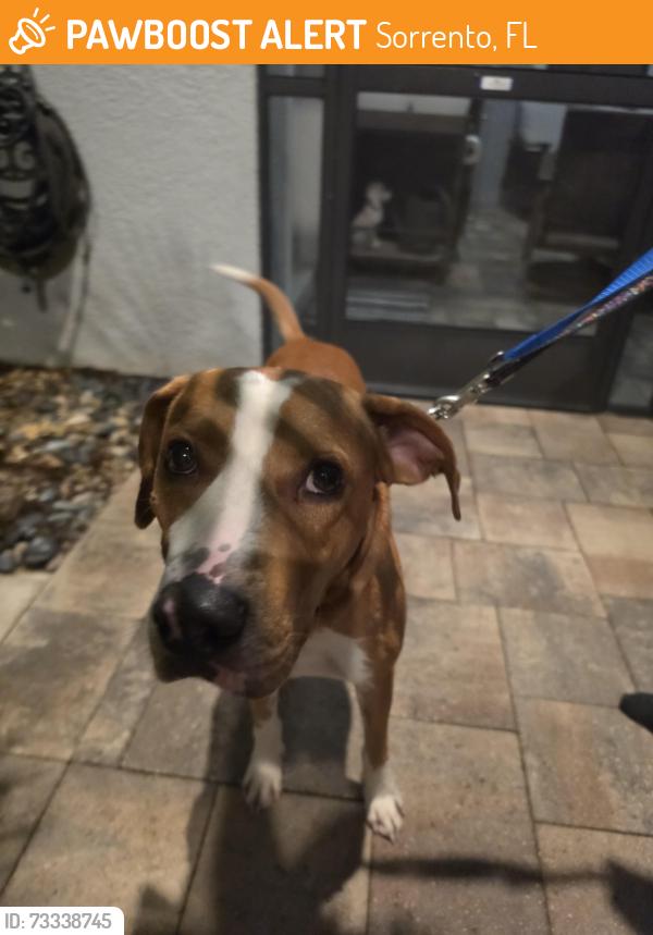 Found/Stray Male Dog last seen Rt46, Sorrento, FL 32776