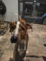 Found/Stray Male Dog last seen Rt46, Sorrento, FL 32776