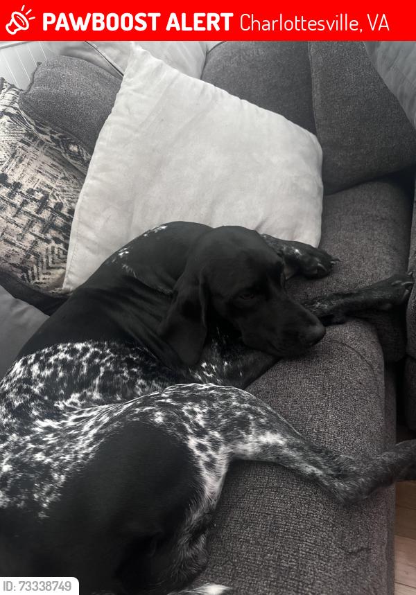 Lost Female Dog last seen Profit road - 29, Charlottesville, VA 22911