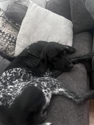 Lost Female Dog last seen Profit road - 29, Charlottesville, VA 22911