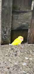Found/Stray Unknown Bird last seen Dufferin and Rogers road, Toronto, ON M6E 3R5