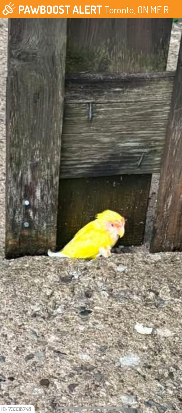 Found/Stray Unknown Bird last seen Dufferin and Rogers road, Toronto, ON M6E 3R5
