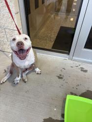 Found/Stray Male Dog last seen Martha Reid Elementary, Arlington, TX 76002