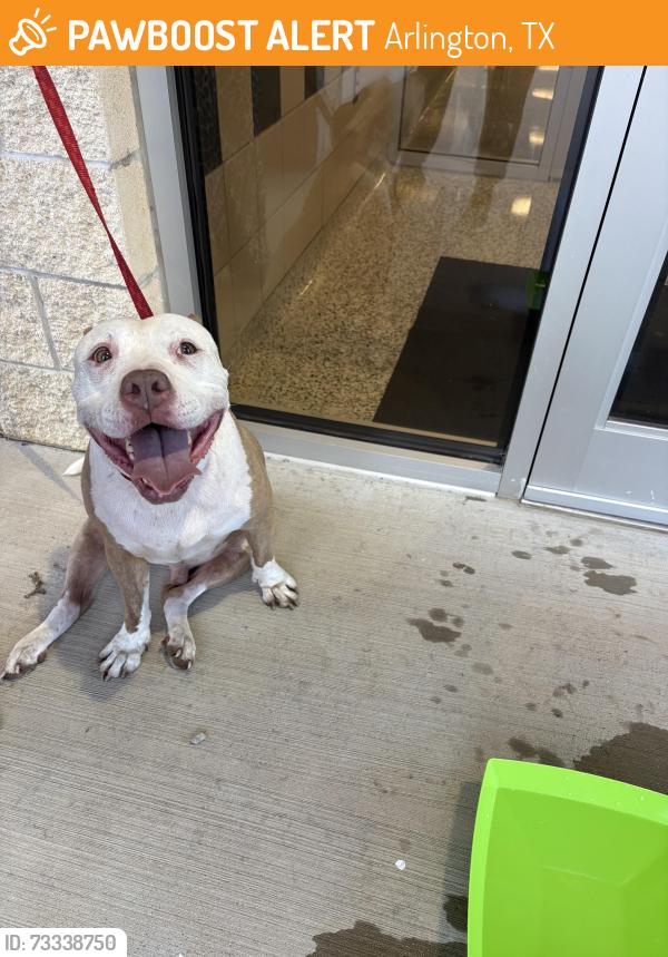 Found/Stray Male Dog last seen Martha Reid Elementary, Arlington, TX 76002