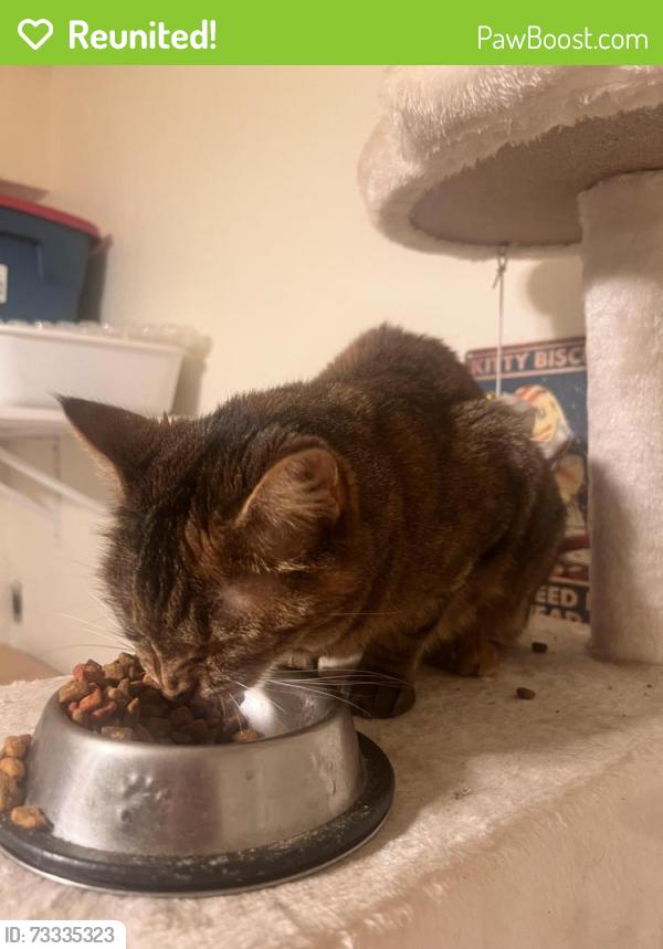 Reunited Female Cat last seen Eubank and Constitution, Albuquerque, NM 87112