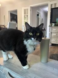 Lost Male Cat last seen Erin Mills and Burnhamthorpe, Mississauga, ON L5L 3T9